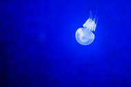 唯美蓝色深海海蜇生物写真精美图片