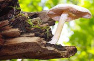 野生白色小蘑菇写真图片下载