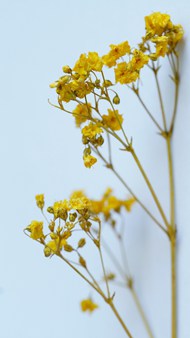 黄色干花写真精美图片