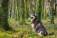 绿色树林西伯利亚雪橇犬写真图片