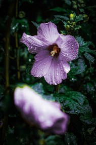 雨后紫色木槿花写真图片