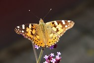 野生彩色斑蝶写真精美图片