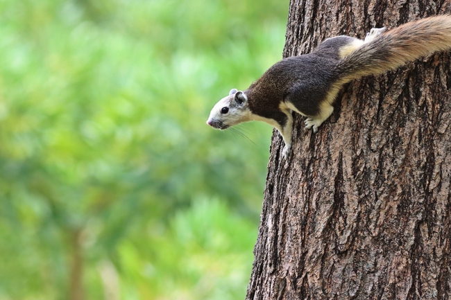 树上爬行的野生花栗鼠高清图片
