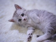 躺在白色地毯上的可爱小猫咪图片下载