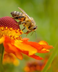 停歇在花蕊上的黑腹蜜蜂图片