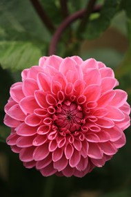 粉色大丽花菊科植物写真精美图片