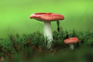 森林地面绿色苔藓野蘑菇写真图片下载