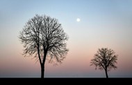 日暮黄昏枯树写真精美图片