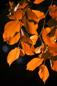 秋天红色乔木树叶写真精美图片