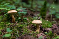 森林地面野生真菌蘑菇写真图片