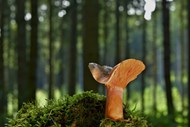 绿色森林地面青苔野生真菌蘑菇高清图片