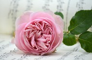 粉色玫瑰花花枝写真图片下载