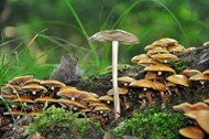 丛林地面野生青苔蘑菇群写真图片下载