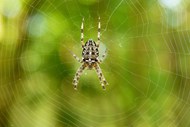蜘蛛网蛛形纲动物写真高清图片