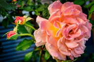 粉色月季花和花蕾写真图片下载