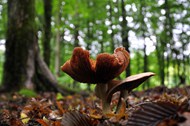 原始森林地面野生大蘑菇精美图片