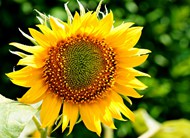 金灿灿的向日葵花朵植物写真图片