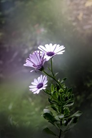 野生紫色小雏菊写真图片下载