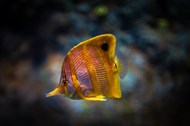 蝶鱼科海生生物写真高清图片