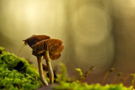 森林地面野生蘑菇写真图片下载