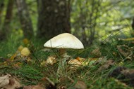 秋天森林地面白色蘑菇写真图片