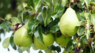 绿色梨树新鲜梨子高清图片