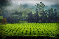 乡村田园绿色茶地茶树高清图片