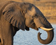 非洲大象河边喝水图片下载