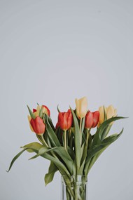 春天色彩斑斓郁金香插花图片下载
