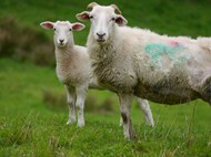 绿色牧场草地两只白色绵羊羔图片下载