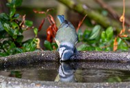 站在水缸旁边的蓝山雀精美图片