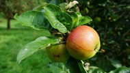 挂在果树上未成熟的苹果高清图片