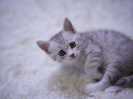 躺在白色地毯上玩耍的小猫图片大全