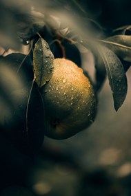 雨水打湿的梨树新鲜梨子图片大全
