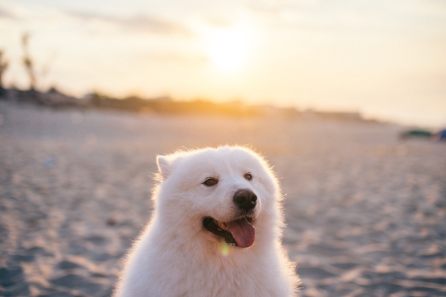 可爱白色萨摩耶狗狗高清图片