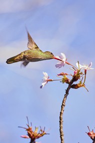 蜂鸟吸吮樱花蜜写真精美图片