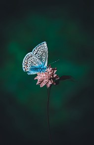 唯美蓝色斑纹蝴蝶写真图片下载