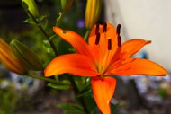 橙色盛开的百合花图片下载