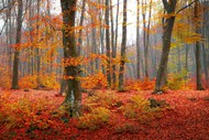 十月金秋满山红叶树林风景高清图片