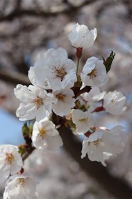 春天白色樱花枝头写真图片下载