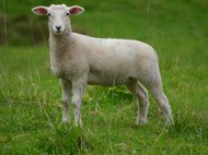 站在牧场草地上发呆的绵羊图片下载