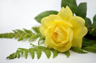绿色蕨类植物黄色玫瑰花高清图片