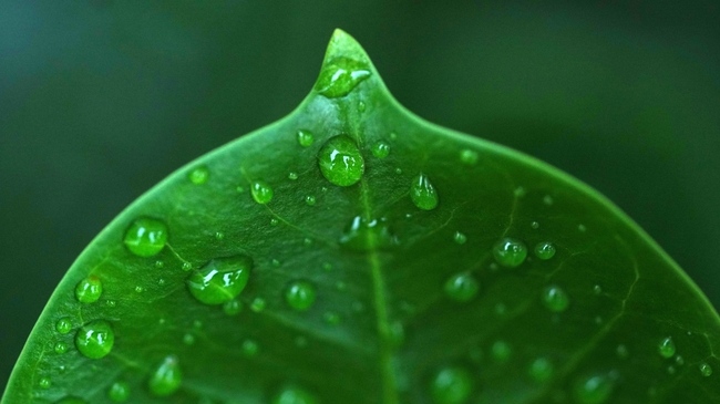 微距特写绿色树叶雨滴写真图片