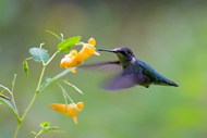 花丛中飞行的蓝绿色蜂鸟高清图片