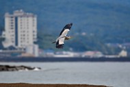 海边城市飞翔的苍鹭写真图片下载