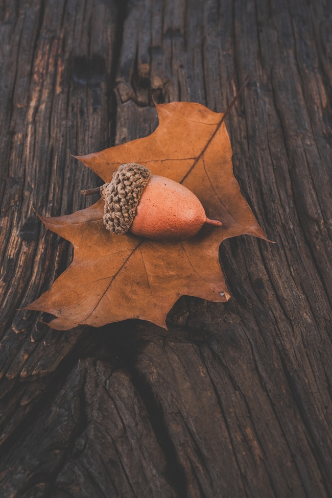 秋天橡子和落叶精美图片