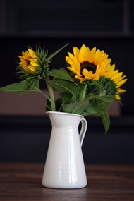 白色花瓶向日葵静物花朵写真图片大全