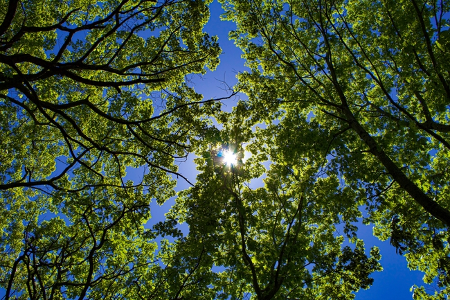 夏日分行的绿色树枝树叶高清图片
