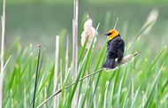 芦苇丛野生黄头黑鸟精美图片