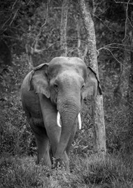 森林野生非洲象黑白写真图片